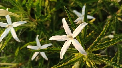hippobroma longiflora