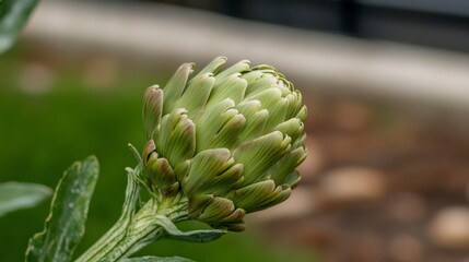 Fresh Artichoke Plant  Close up  Green  Organic  Healthy Food  Vegetable  Garden  Agricult