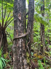 Redwood Tree Forrest