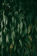 fern in the forest