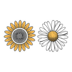 Fototapeta premium Sunflower vector art, Hand drawing sunflower vector and illustration