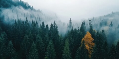 Serene autumn forest view misty mountains aerial photography natural landscape peaceful atmosphere