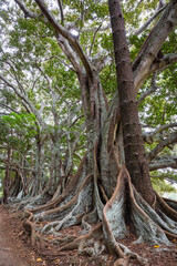 Morton Bay Fig trees near the 100 Acre Forest, Norfolk Island, Australia