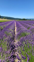 Fototapeta premium Tranquil lavender fields under a clear daytime sky, with rows of purple flowers stretching to the horizon. Captures the tranquility and beauty of nature