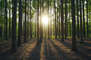 Obraz premium Sunlight filtering through tall trees in lush forest nature photography tranquil environment scenic view