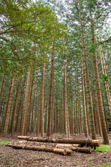 Fototapeta premium Norfolk Pines in Hundred Acre Forest, Norfolk Island, Australia
