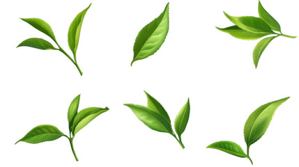 Set of green tea leaves isolated on white background 
