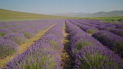 Tranquil lavender fields under a clear daytime sky, with rows of purple flowers stretching to the horizon. Captures the tranquility and beauty of nature