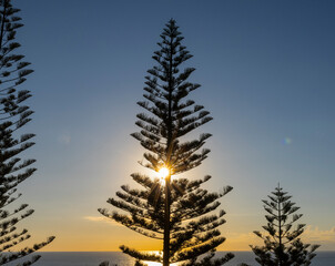 Norfolk Pines at sunset on Norfolk Island, Australia