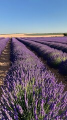 Fototapeta premium Tranquil lavender fields under a clear daytime sky, with rows of purple flowers stretching to the horizon. Captures the tranquility and beauty of nature