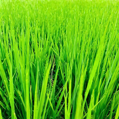 Naklejka premium 잔디,풀,식물,벼,논,농장,목초,농장,재배 