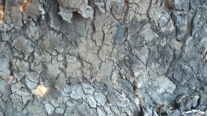 Fototapeta premium tree surface background