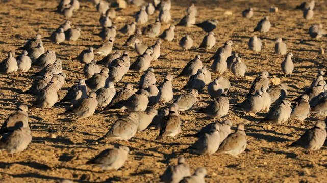 Large flock of Cape turtle doves (Streptopelia capicola) in natural habitat, Kalahari desert, South Africa