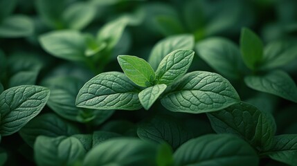 A close-up of vibrant green mint leaves, showcasing their texture and freshness.