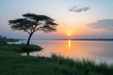 A tree stands in front of a body of water