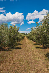 Exploring the serene olive groves of Porec in Istria's Green Lagoon