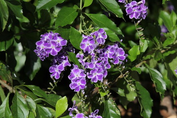 Purple flower on a duranta repens 'Geisha Girl' plant in a garden