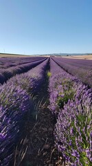 Obraz premium Tranquil lavender fields under a clear daytime sky, with rows of purple flowers stretching to the horizon. Captures the tranquility and beauty of nature