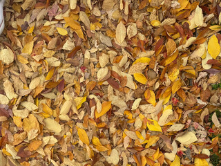 autumn leaves background