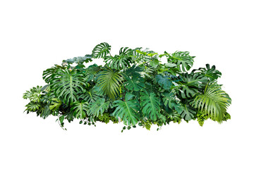 Tropical leaves foliage plant jungle bush floral  isolated 