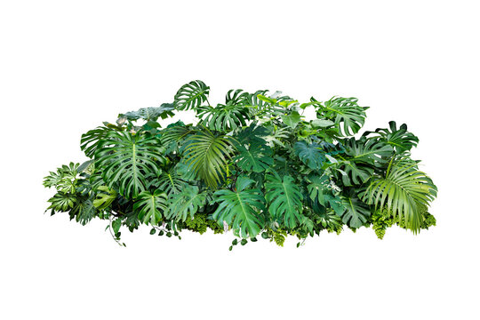 Tropical leaves foliage plant jungle bush floral  isolated 
