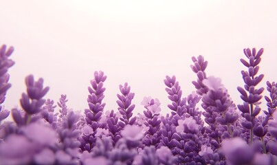 Fototapeta premium Low angle view of a lavender field under soft sunlight.