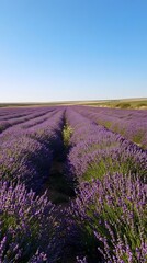 Obraz premium Tranquil lavender fields under a clear daytime sky, with rows of purple flowers stretching to the horizon. Captures the tranquility and beauty of nature