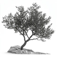 Fototapeta premium Majestic Olive Tree on Rock