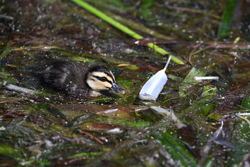 Tiny Pacific black duck duckling swimming close to a bright white feather, in a vegetation filled lake, showing how small the baby duck is