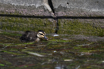 Baby Pacific black duck, or anas superciliosa duckling, swimming amongst plant life near the stone wall of an artificial lake