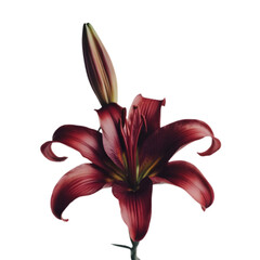 Naklejka premium PNG Flower plant lily white background.