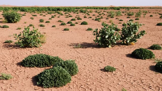 Arugula (rocket salat) plants at Erg Chegaga desert in Morocco. Green Sahara desert after heavy rain in 2024. Nature background 4k footage.