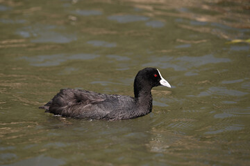 Side view of a Eurasian coot swimming in a lake, its black feathers shining in the sunlight