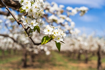 Pear flowers bloom in spring