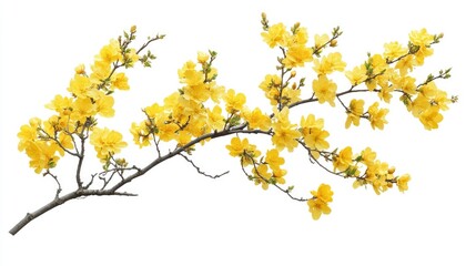 Bright yellow blooms of a tree in full bloom, isolated on a clean white background, ideal for use as textures or natural patterns.