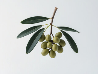 a green olive branch with ripe olives and textured leaves, isolated on a white background. Perfect for themes of Mediterranean cuisine, healthy eating, and natural products.