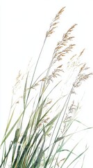 Delicate illustration of tall grass stems against a white backdrop, perfect for nature-themed designs and minimalist decor.