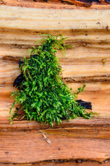 Split open fallen tree trunk in the forest with patch of Christmas tree shaped green moss, wet winter day nature background
