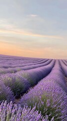 Obraz premium Tranquil lavender fields under a clear daytime sky, with rows of purple flowers stretching to the horizon. Captures the tranquility and beauty of nature