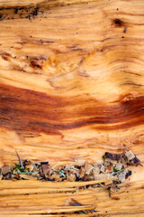 Closeup of inside of split open fallen tree trunk in the forest, two tone wood grain with wood chips from cutting up log, wet winter day nature background
