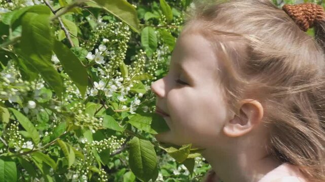 Little girl smelling blooming tree.  Happy child enjoying nature outdoors. A  child in the garden sniffs flower of bird cherry. Fairy nature 