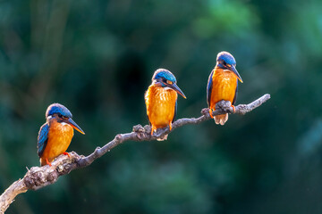 Kingfisher Sitting on a Branch, Fishing