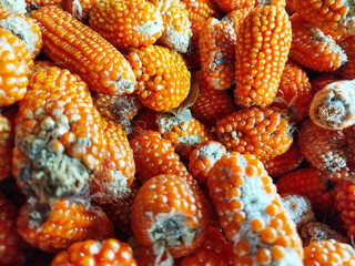 Corn is one of the staple foods besides rice