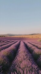 Tranquil lavender fields under a clear daytime sky, with rows of purple flowers stretching to the horizon. Captures the tranquility and beauty of nature