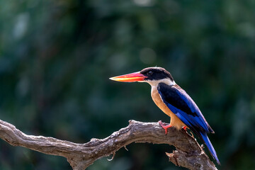 Beautiful bird White-throated Kingfisher perched on branch with small fish, halcyon smymensis