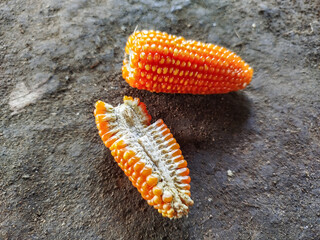Corn is one of the staple foods besides rice