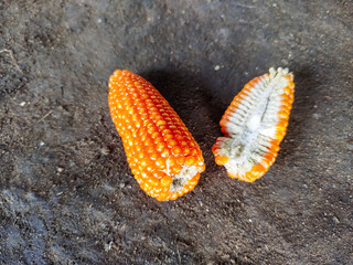 Corn is one of the staple foods besides rice