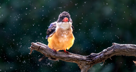 Beautiful bird White-throated Kingfisher perched on branch with small fish, halcyon smymensis