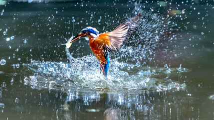 Vibrant kingfisher dives into the water, capturing a fish in its beak, showcasing the bird's incredible speed and agility