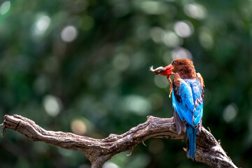 The White-throated Kingfisher and prey on a branch in nature